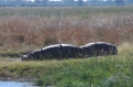Hippos w egret